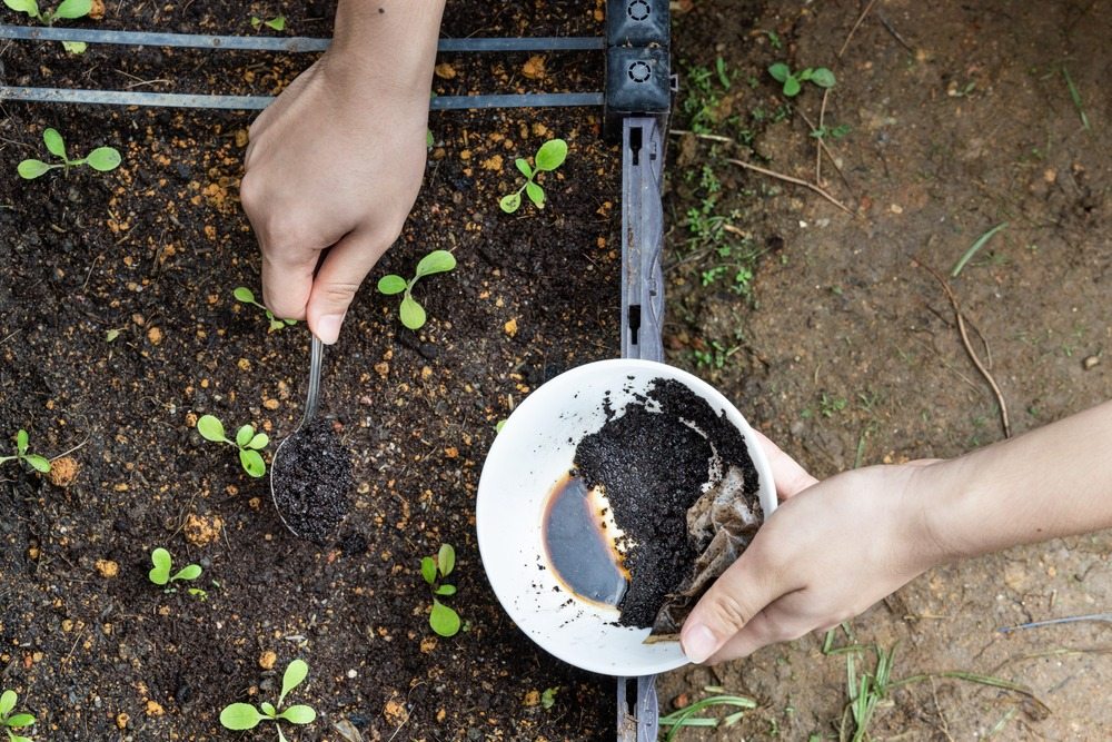Hilft Kaffeesatz gegen Ameisen im Garten? ➤ Globenow.info