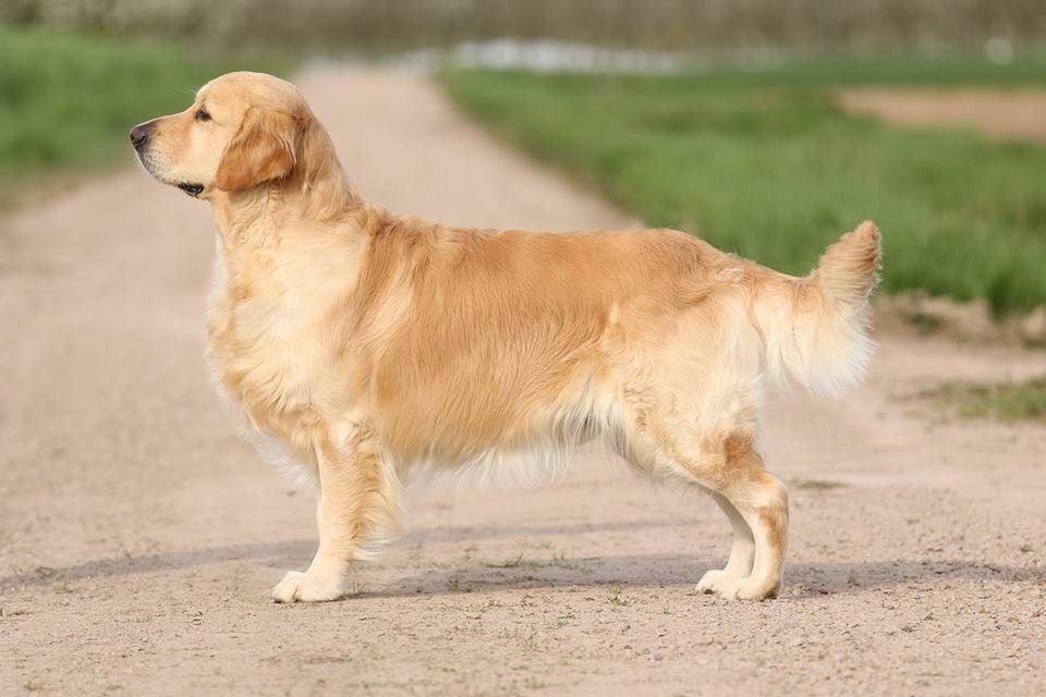 Golden retriever sitzt vorm tv: was er dort anschaut, strapaziert die lachmuskeln
