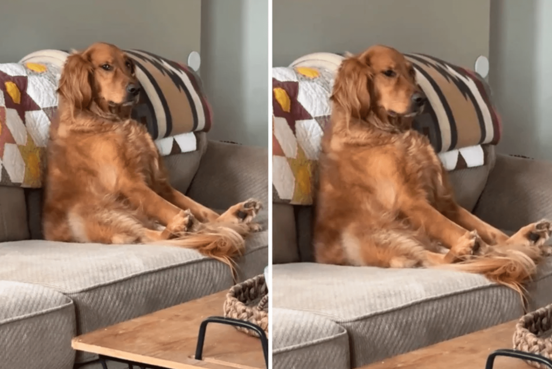 Golden retriever sitzt vorm tv: was er dort anschaut, strapaziert die lachmuskeln ➤ Globenow.info