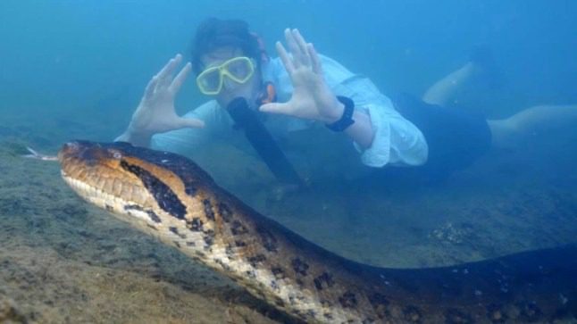 Impactantes imágenes: una anaconda gigante sorprende al Amazonas