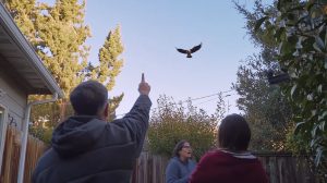 Raubvogel greift Welpen im Garten an – Sekunden später machen die Nachbarn eine unglaubliche Entdeckung