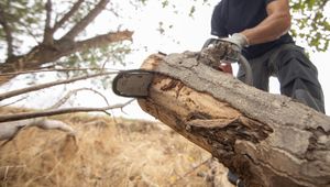 Sturer Nachbar fällt Baum trotz Warnung – Schock im Inneren