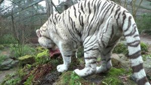 Nach fünf Jahren Wiedersehen: Niemand konnte ahnen, wie der weiße Tiger auf seinen Pfleger reagieren würde