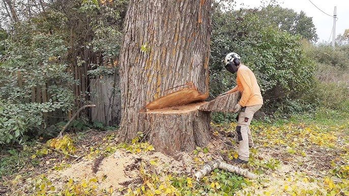 Sturer Nachbar fällt Baum trotz Warnung – Schock im Inneren