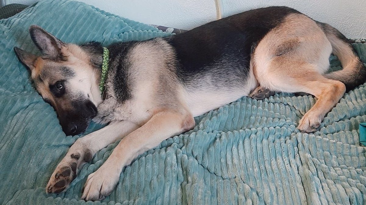 Una madre duerme con su perro, ¡sin imaginar lo que sucederá a medianoche! ➤ Globenow.info