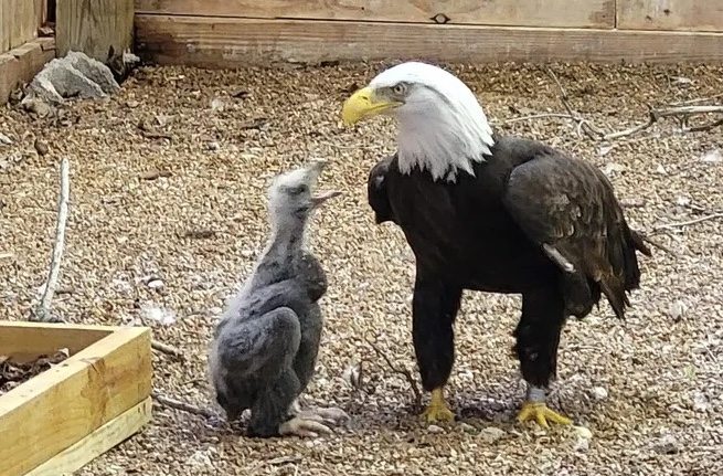 Der Adler, der einen Stein für ein Ei hielt, ist endlich Vater geworden
