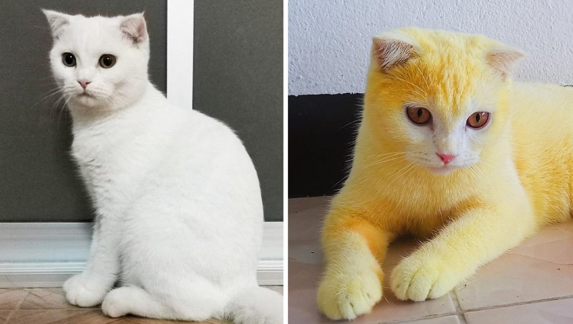 Eine Frau in Thailand behandelte die Pilzinfektion ihrer Katze mit Kurkuma – und das Tier verfärbte sich daraufhin versehentlich gelb