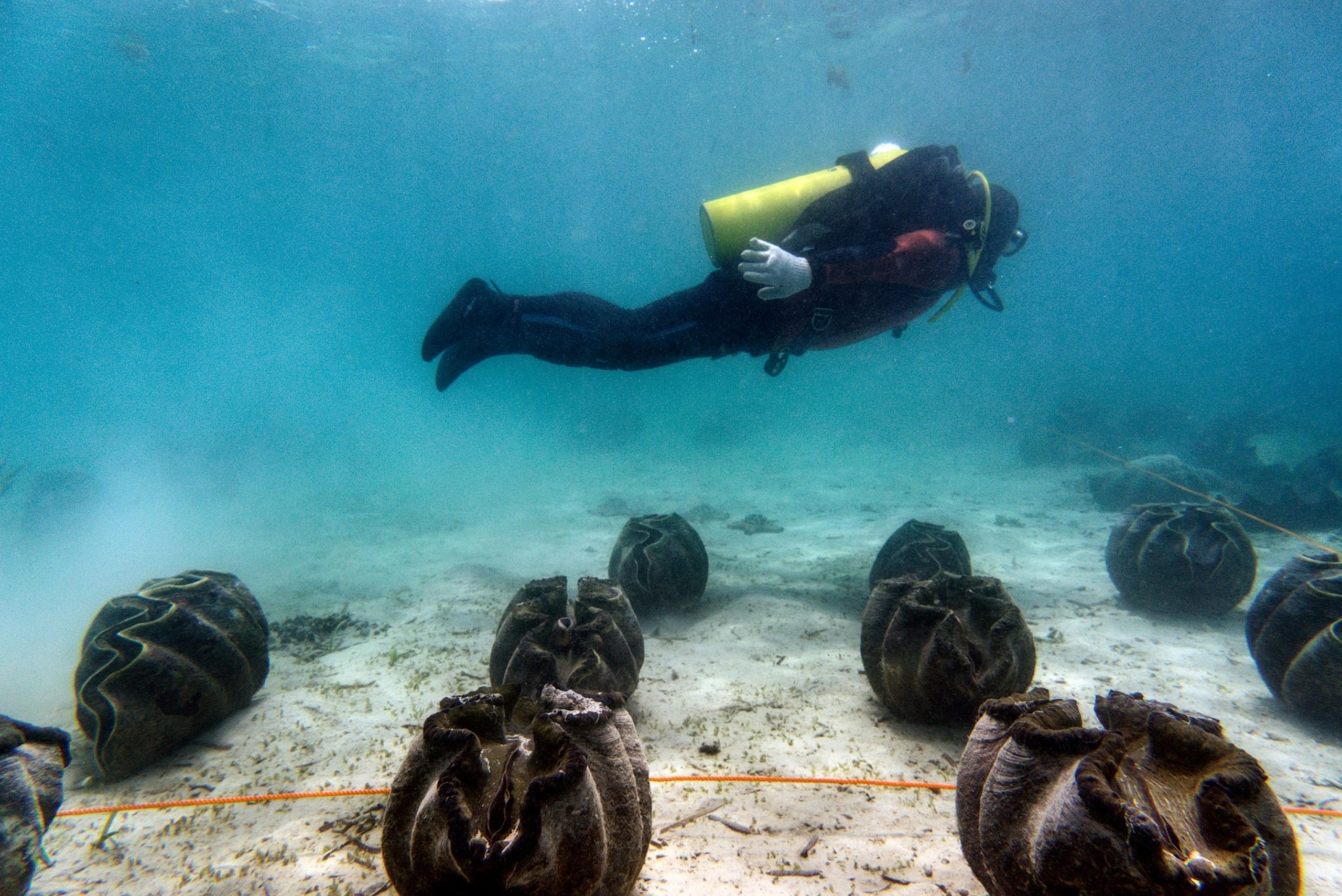 Er hob etwas, das einer riesigen Muschel ähnelte, an Deck. Doch sobald er hineinblickte, durchfuhr ihn eine kalte Angst