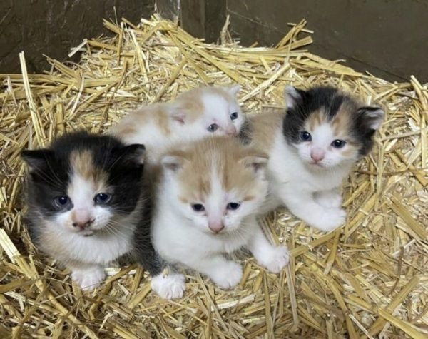 Encontró pequeños y esponjosos bultos en el granero… pero las palabras del veterinario lo cambiaron todo