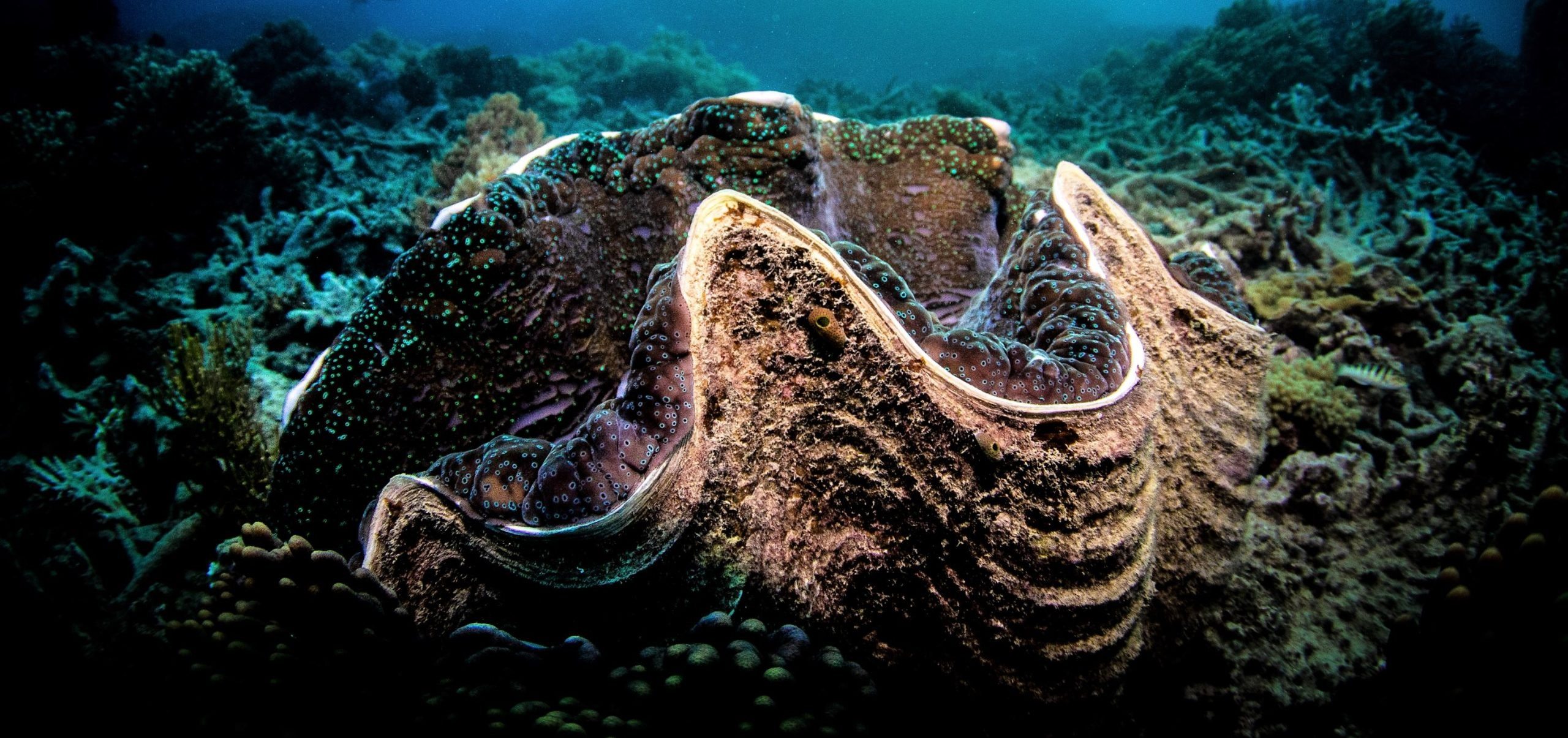 Er hob etwas, das einer riesigen Muschel ähnelte, an Deck. Doch sobald er hineinblickte, durchfuhr ihn eine kalte Angst