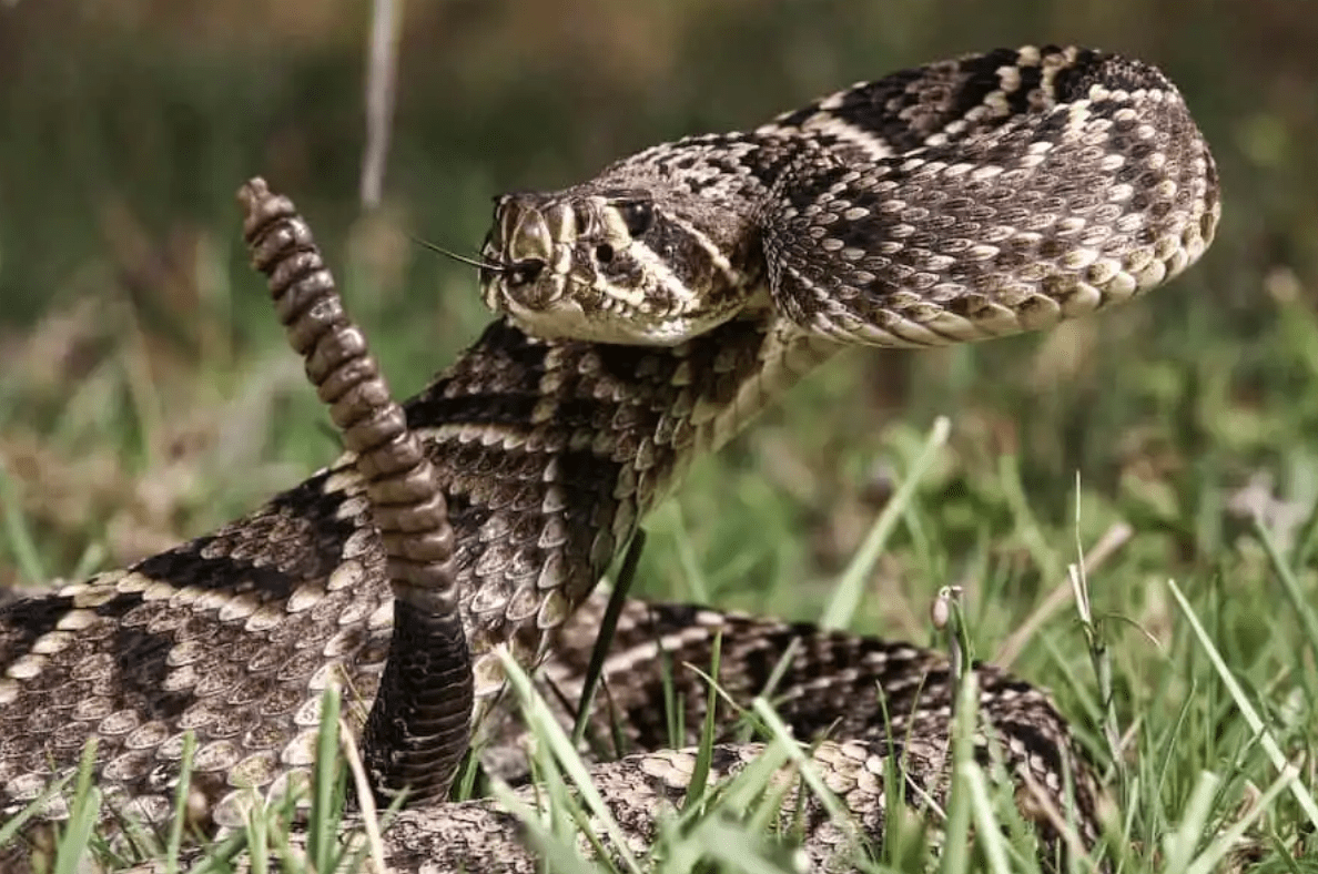 Esta cobra faz coisas que é melhor uma pessoa nunca ver ➤ Globenow.info