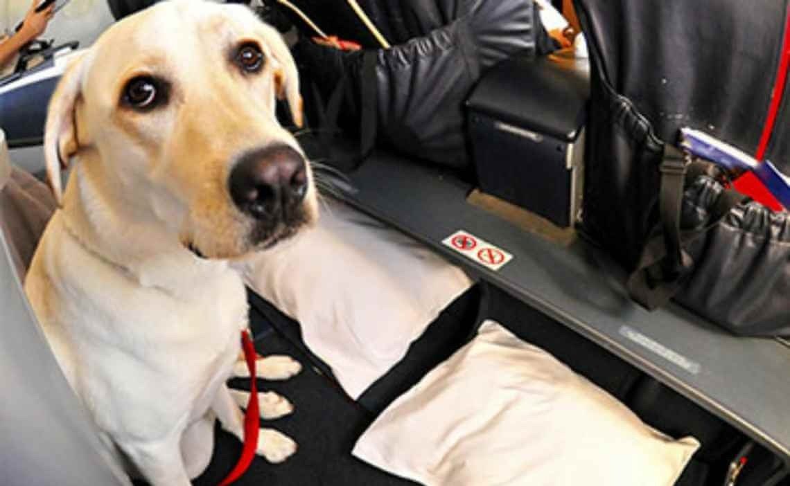 Un pasajero engreído humilló a un perro de servicio, pero no estaba preparado para lo que sucedió después
