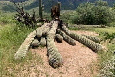 Ein Ranger entdeckte einen Saguaro-Kaktus mit einer seltsamen Beule. Er beschloss, ihn aufzuschneiden und bereute es sofort