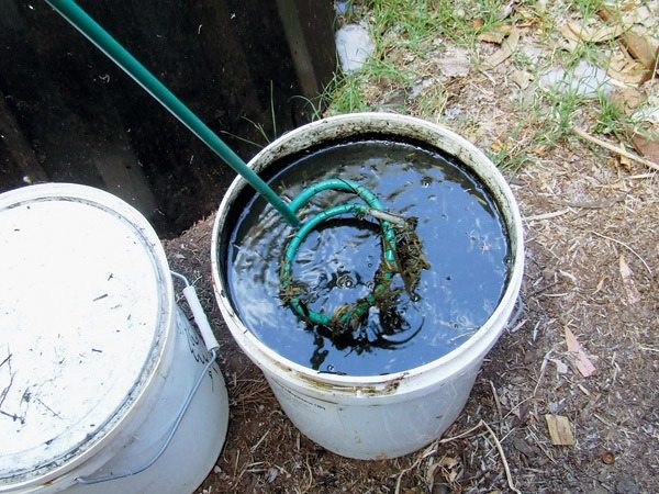 Was passiert, wenn man Gelatine im Garten pflanzt? ➤ Globenow.info