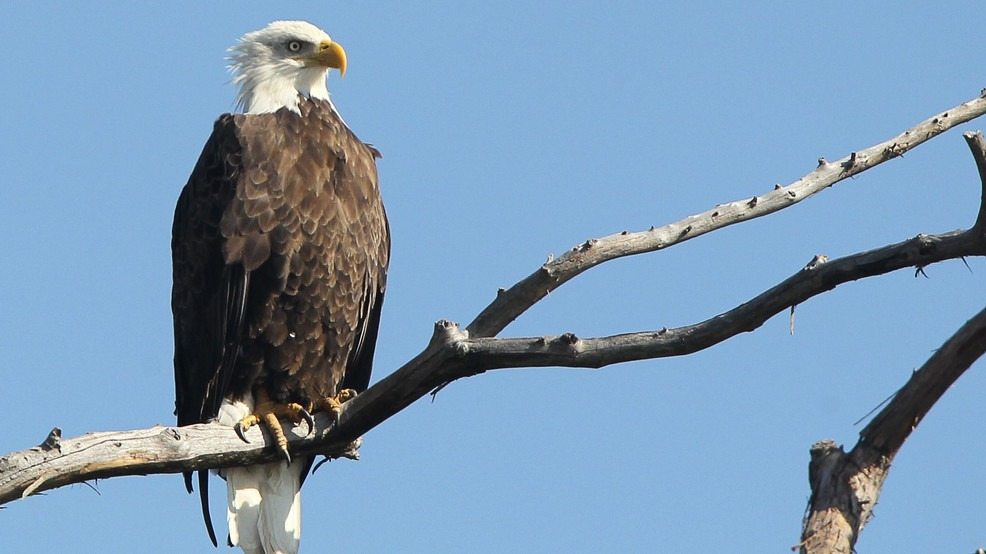 Ein Weißkopfseeadler rührte sich nicht – und sein stummer Hilferuf erschütterte uns zutiefst ➤ Globenow.info