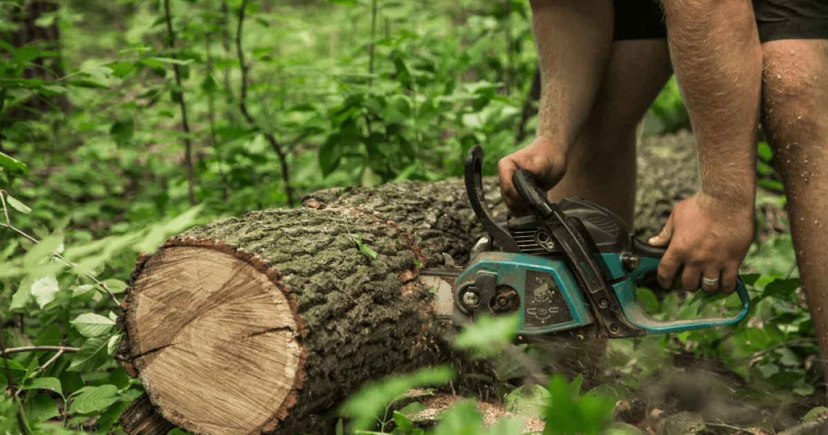 Durva szomszéd figyelmen kívül hagyja a figyelmeztetést és kivágja a fáját – aztán ezt találja bent!