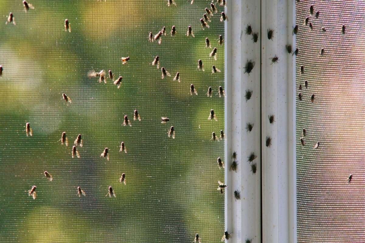 So vertreiben Sie Fliegen aus Ihrem Zuhause!
