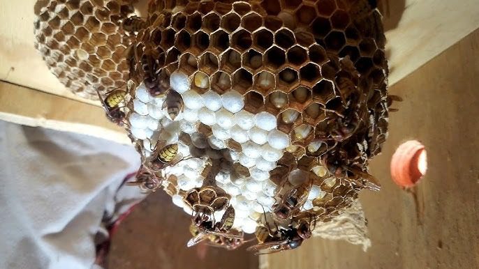 A férfi azt hitte, darázsfészket talált – egy szakértő felfedte az igazságot