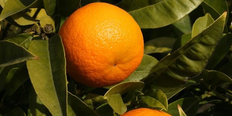 Warum es sich manchmal lohnt, eine Orange zu „verbrennen“ und welche Vorteile das bietet. ➤ Globenow.info