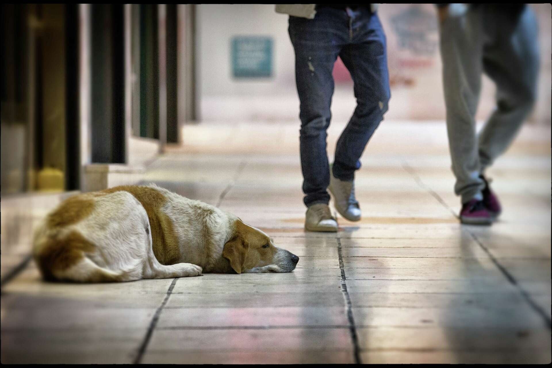 Nach Jahren der Trennung sieht dieser Streuner seinen Besitzer wieder – Sie werden nicht glauben, was er dann tut